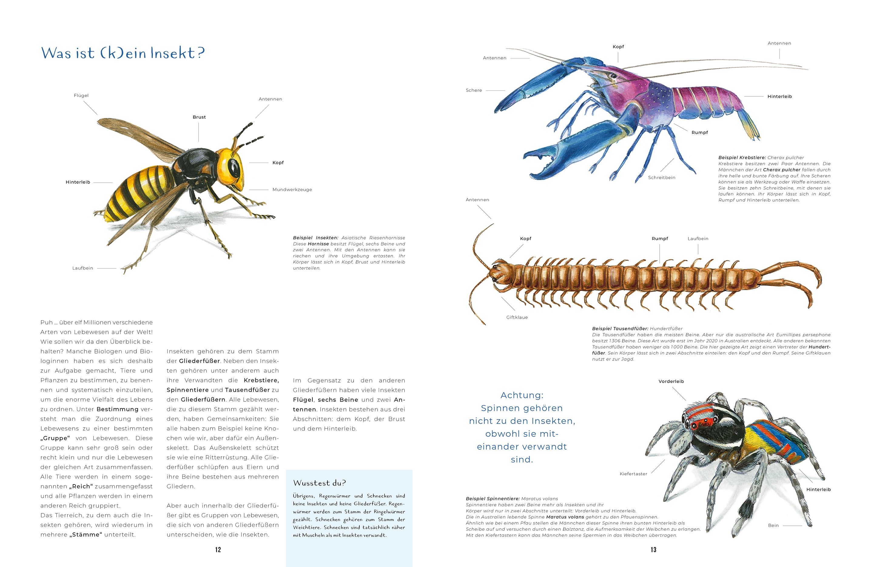 Insekten - Kleine Lebewesen, große Vielfalt