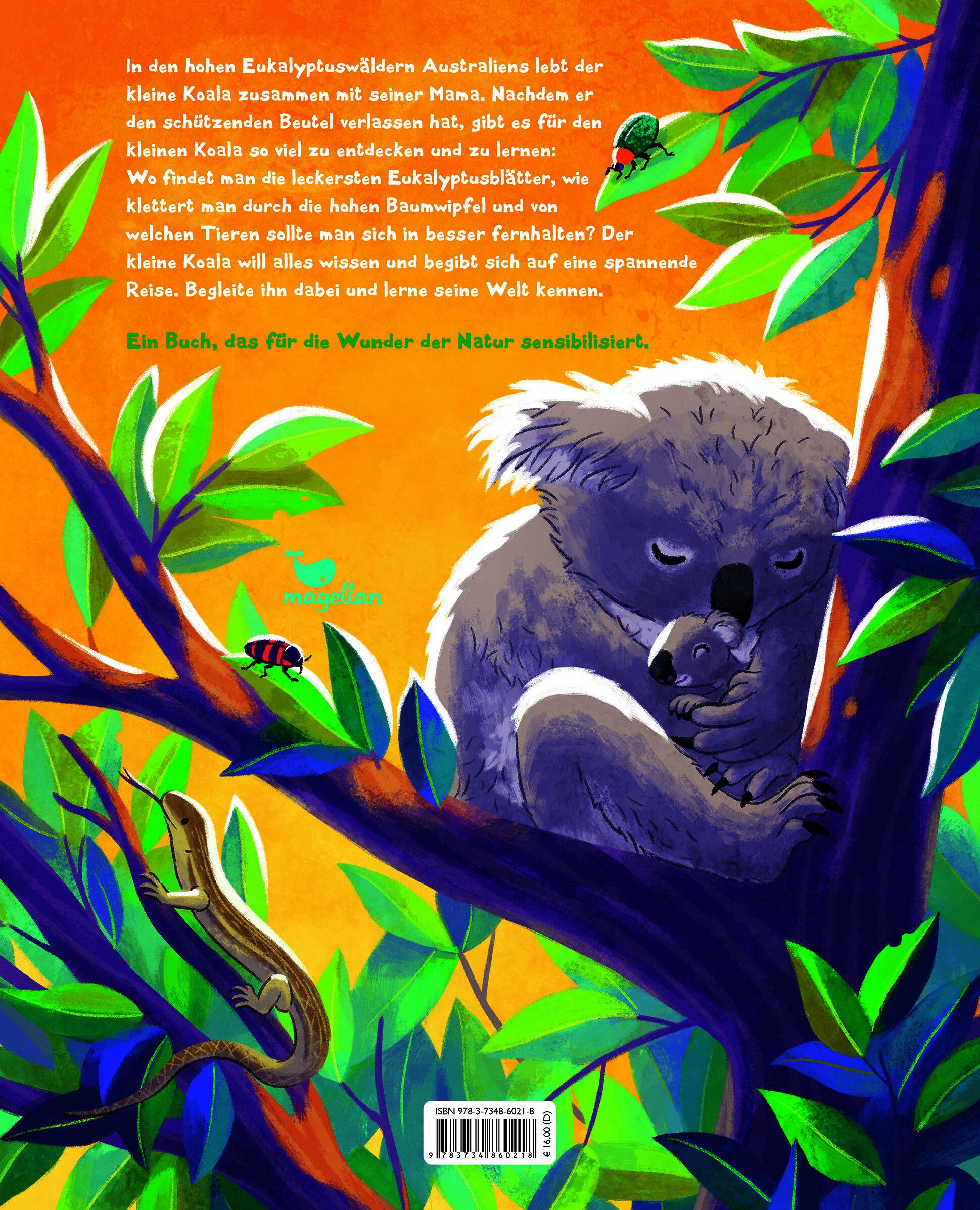 Der kleine Koala - Zu Hause im Eukalyptus