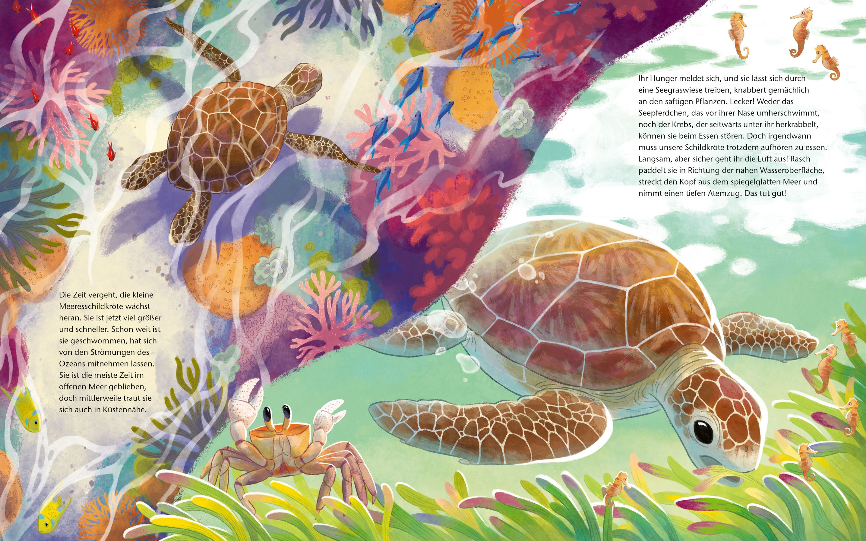 Die kleine Schildkröte - Zu Hause im Meer