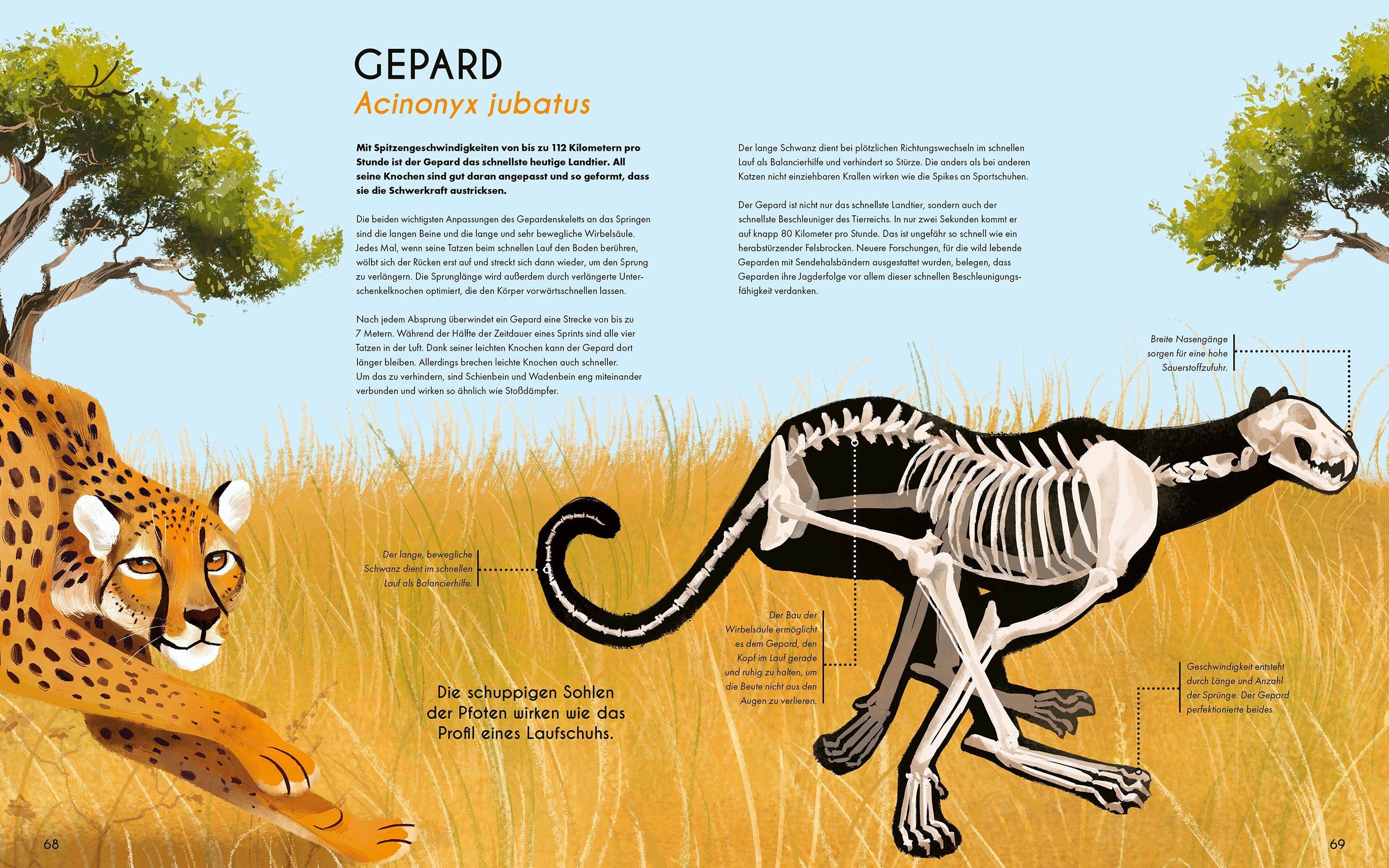 Bones - Knochen und Skelette in der Tierwelt