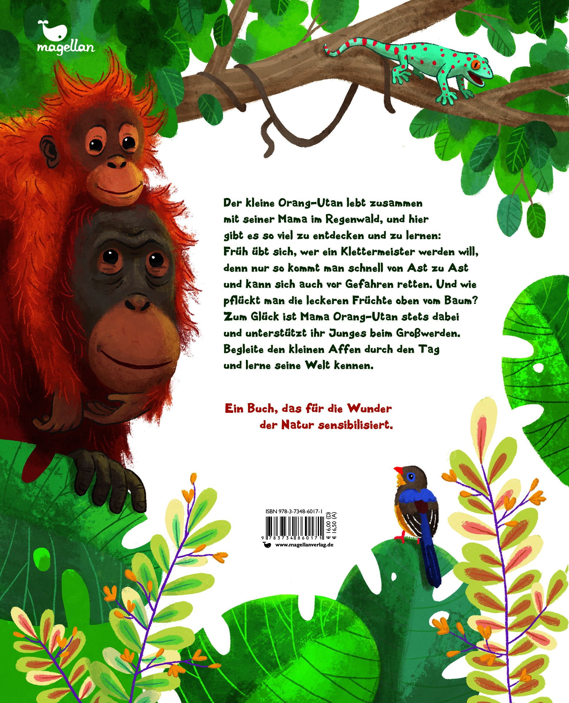 Der kleine Orang-Utan - Zu Hause im Regenwald