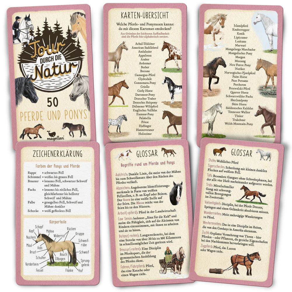 Tour durch die Natur - 50 Pferde und Ponys