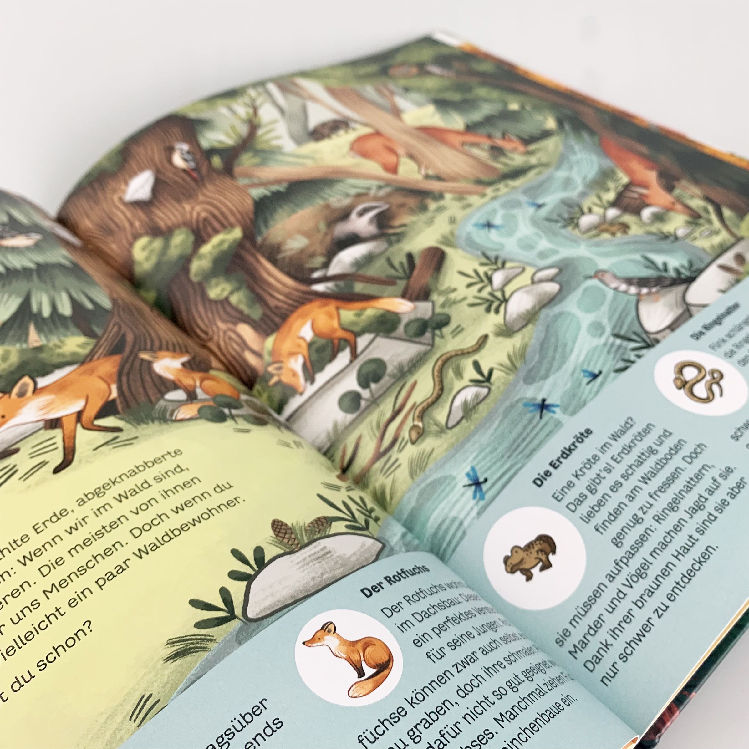 Kleine Geheimnisse der Natur - Wald und Wiese
