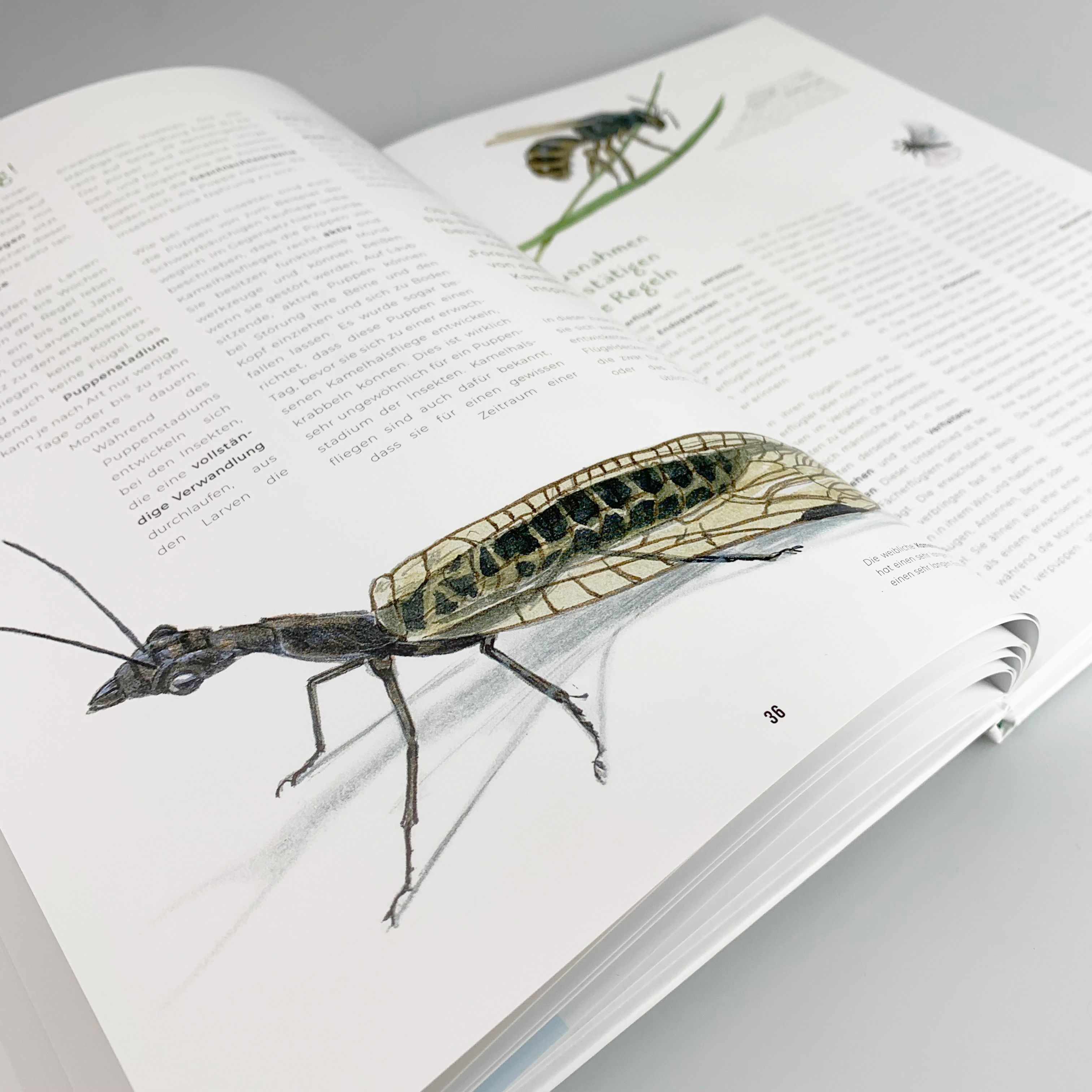 Insekten - Kleine Lebewesen, große Vielfalt
